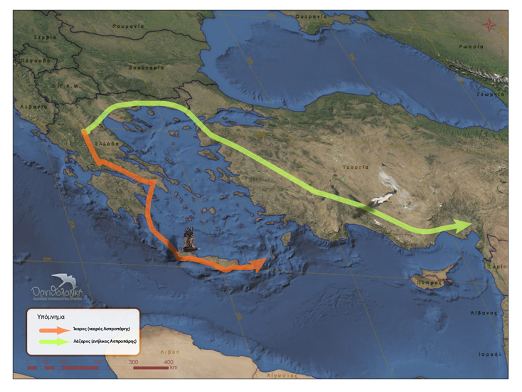 Χάρτης των μεταναστευτικών διαδρομών του “Ίκαρου” και του “Λάζαρου”, των δύο Ασπροπάρηδων στους οποίους τοποθετήθηκαν πομποί στο πλαίσιο του Προγράμματος LIFE+ για την προστασία του είδους στα Βαλκάνια. (Δημιουργία χάρτη: Ορνιθολογική)